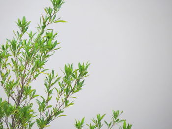 Plant against clear sky