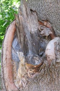 Close-up of tree trunk