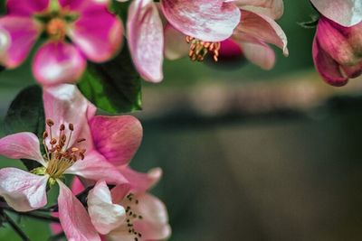 Close-up of pink flowers