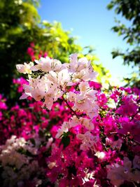 Close-up of butterfly on pink flowers against sky