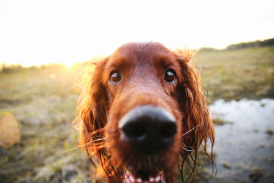 Close-up portrait of dog on field