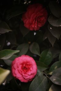 Close-up of pink rose