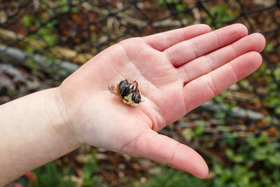 A small child's hand reaches out holding a dead bumblebee in her palm