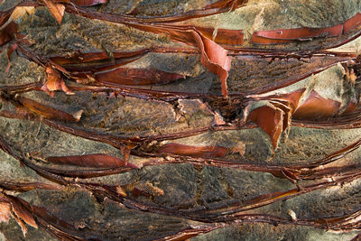 Close-up of tree trunk