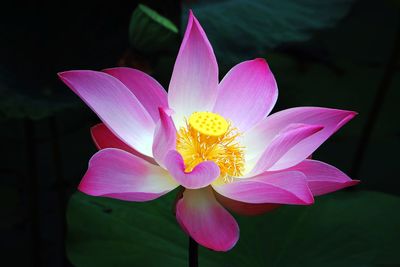 Close-up of pink water lily