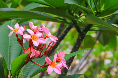 Close-up of pink flowering plant