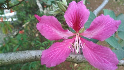 Close-up of pink flower blooming outdoors