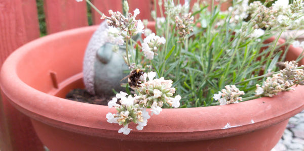 Close-up of potted plant