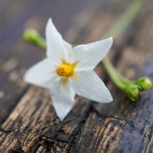 Close-up of white flower blooming outdoors