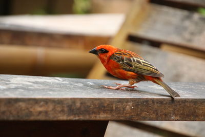 Close-up of bird perching on wooden table