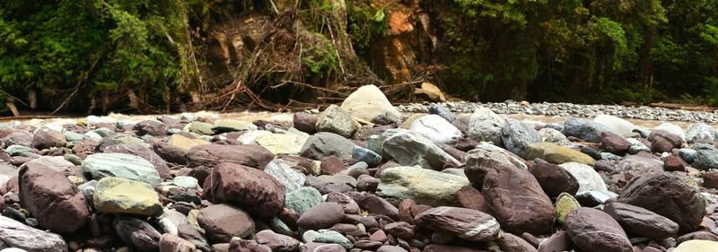 Close-up of stones on rocks in forest