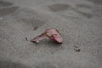 Close-up of lizard on sand