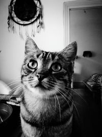 Close-up portrait of cat at home