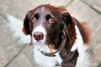 Close-up portrait of heidewachtel brown and white dog brown eyes
