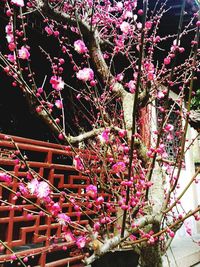 Low angle view of pink flowers