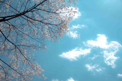 Low angle view of flowers against blue sky