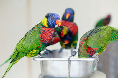 Group of many few lorikeet parrots feeding from bowl in zoo. beautiful wild tropical animals birds 