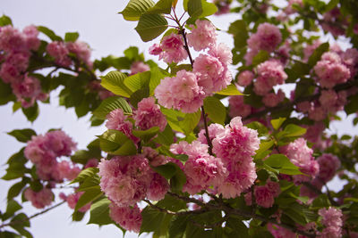 Low angle view of pink flowers