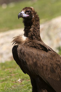 Close-up of a bird