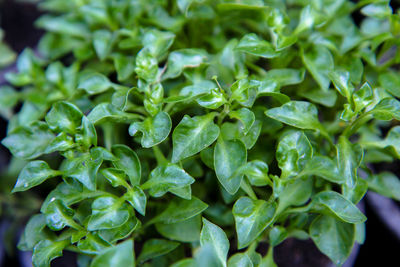 High angle view of chopped leaves