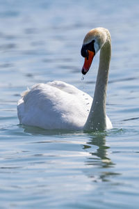 Swan swimming in lake