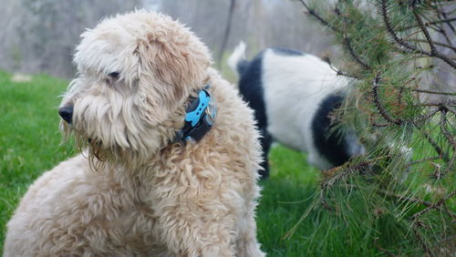 Close-up of a dog on field