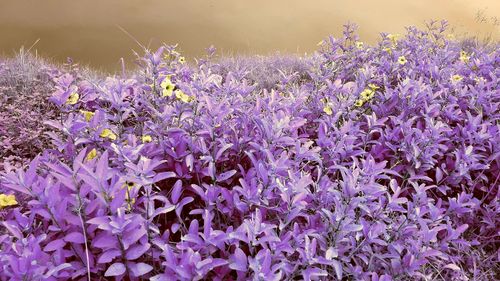 Close-up of purple crocus flowers