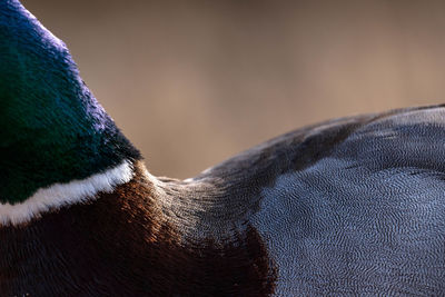 Close-up of a bird