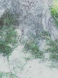 High angle view of trees on field during winter