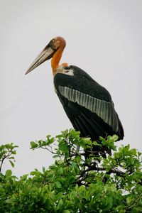 Close-up of bird perching on tree