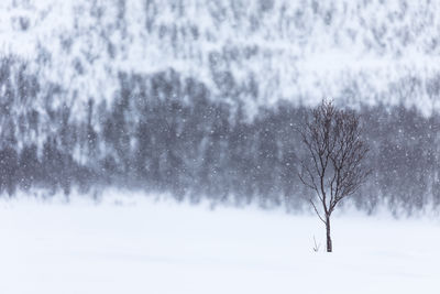 Bare trees on snow covered landscape