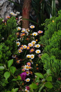 Close-up of white flowers