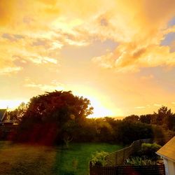 Trees and houses against sky during sunset