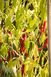 Close-up of red chili peppers plant