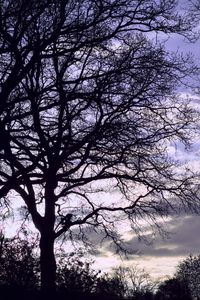 Low angle view of silhouette tree against sky during sunset