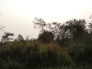 Scenic view of grassy field