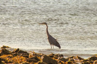 Side view of a bird on rock at beach