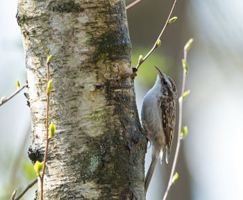 Close-up of bird perching on tree trunk