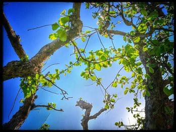 Low angle view of plants against blue sky on sunny day