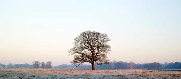 Tree on field against clear sky