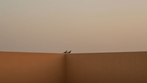 Low angle view of bird on wall against sky