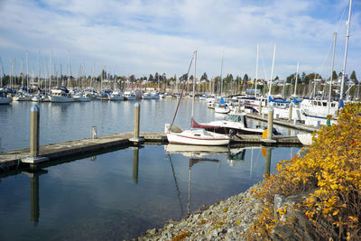 Sailboats moored in harbor