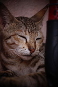 Close-up of cat sleeping