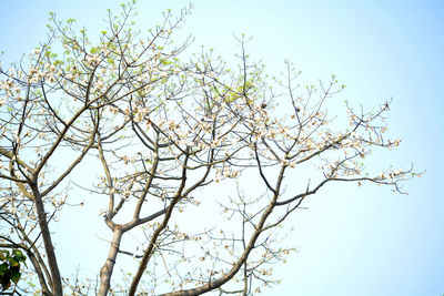 Low angle view of cherry blossom against clear blue sky