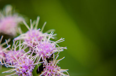 Close-up of purple flowering plant