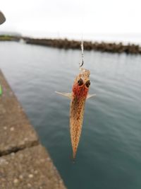 Close-up of fishing net on lake