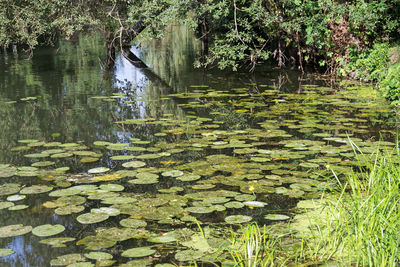 Water lily in pond