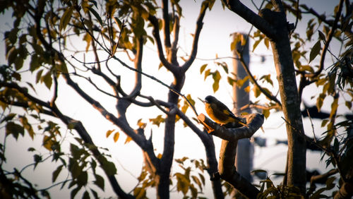 Low angle view of bird perching on tree