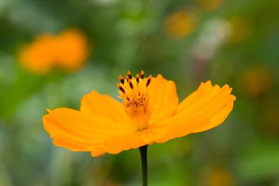 Close-up of orange yellow flower