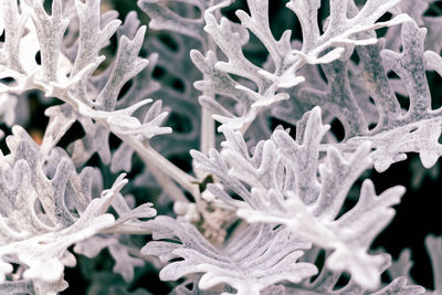 Full frame shot of frozen plants during winter